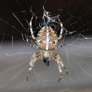 Spinne
