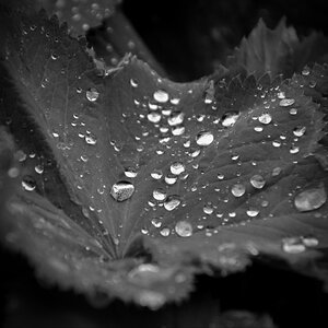 DSC 6936sw