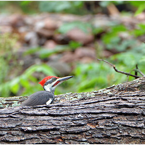 DSC 6661 Woodpecker