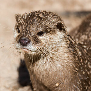 otter 1