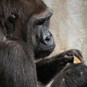gorilla 2