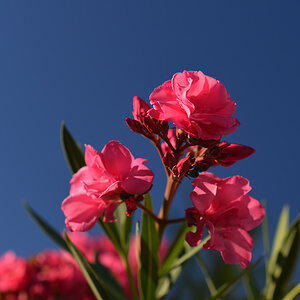 DSC 8169 Oleander