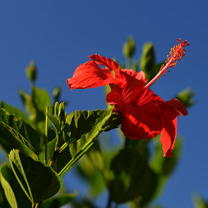 DSC 8165 Hibiskus