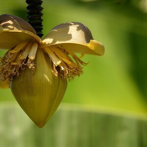 Banane
