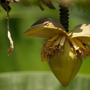 Banane