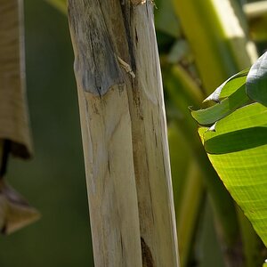 Banane