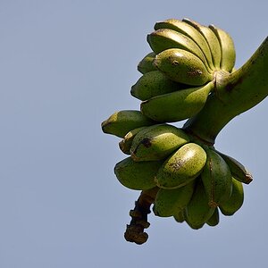 Banane