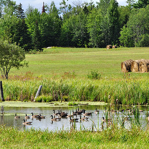 DSC 4424 Gänse