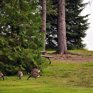 DSC 4454 Gänse