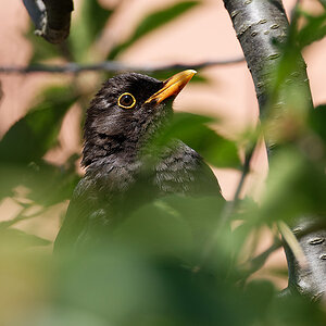 Amsel im Kirschbaum