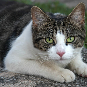 katze 20150803