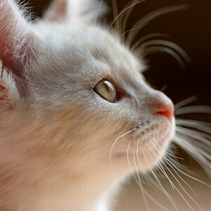 Jasper