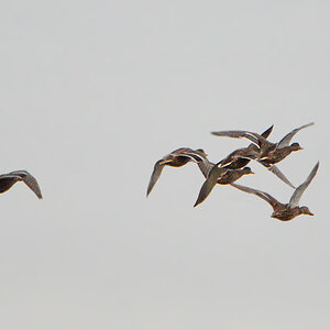 DSC 7744 Enten