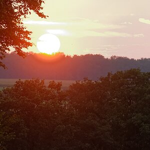 Reh im Sonnenuntergang