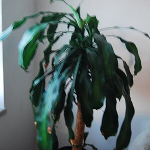 DSC 0002