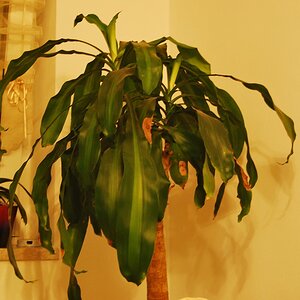 DSC 0001