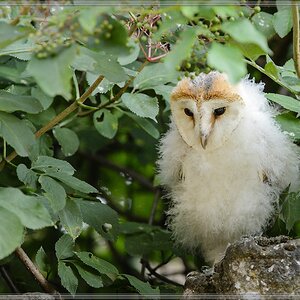20150822 6079 [NIKON D4] 300 mm,1 500 Sek. bei ƒ   5,0
