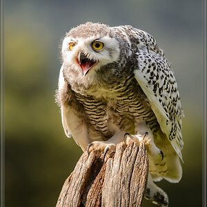 20150822 9290 [NIKON D4] 300 mm,1 1250 Sek. bei ƒ   4,0