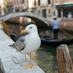 Venedig