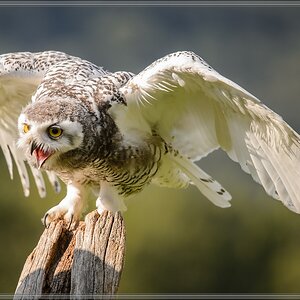 20150822 9285 [NIKON D4] 300 mm,1 1250 Sek. bei ƒ   4,0