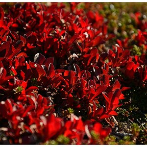 cXSH 6491 der Herbst beginnt