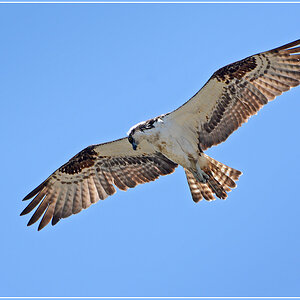 DSC 4743 Osprey 1000