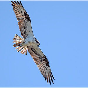 DSC 4751 Osprey 1000