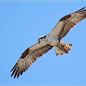 DSC 4785 Osprey 1012 R