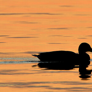 DSC 6741 Ente