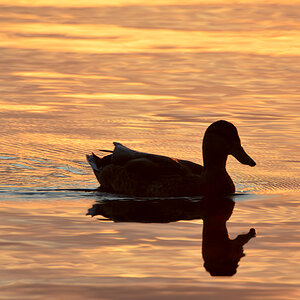 DSC 6742 Ente