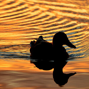 DSC 6744 Ente