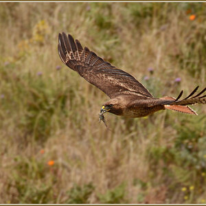 DSC 4561 Red Tailed Hawk 1000