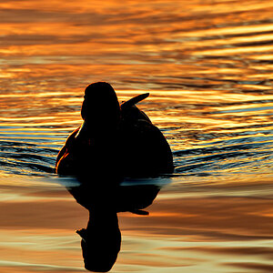DSC 6746 Ente