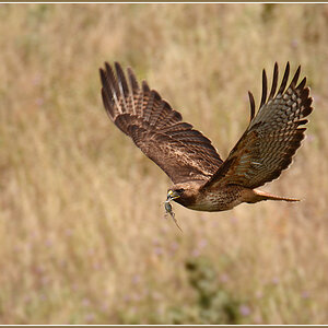 DSC 4562 Red Tailed Hawk 1000