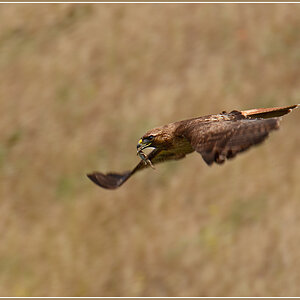 DSC 4563 Red Tailed Hawk 1000