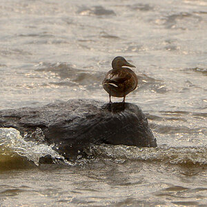 DSC 6707 Ente