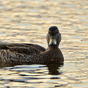 DSC 6788 Ente