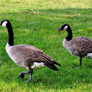 DSC 4617 Gänse