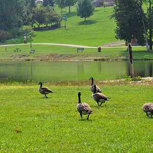 DSC 4622 Gänse