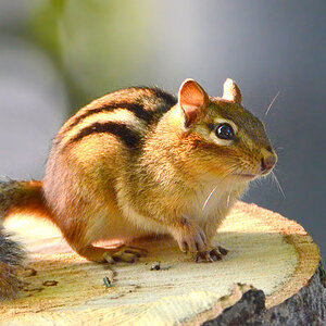 DSC 7991 Chipmunk