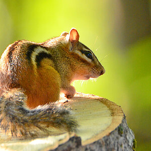 DSC 8002 Chipmunk