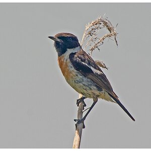 D71 8978 Schwarzkehlchen S Albufera Mallorca