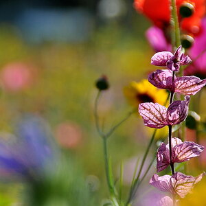Blumenwiese