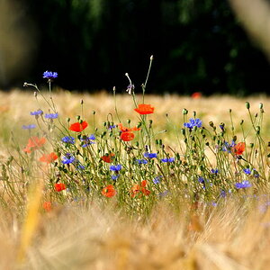 Kornfeld