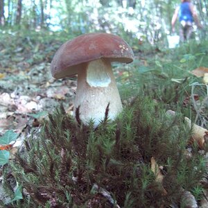 Pilz im französischen Wald