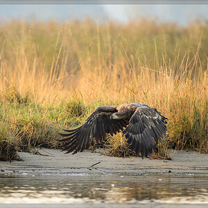 20151004 0522 [NIKON D4] 500 mm,1 2000 Sek. bei ƒ   4,0