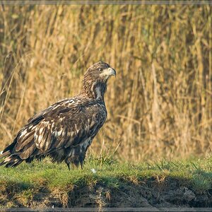 20151004 4615 [NIKON 1 V3] 300 mm,1 500 Sek. bei ƒ   4,0