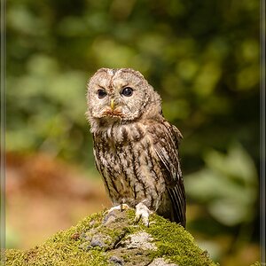 20150822 8273 [NIKON D4] 400 mm,1 1600 Sek. bei ƒ   5,6