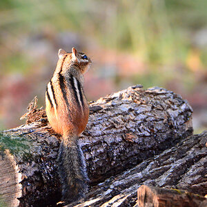 DSC 7987 Chipmunk