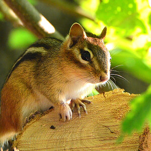 DSC 8014 Chipmunk